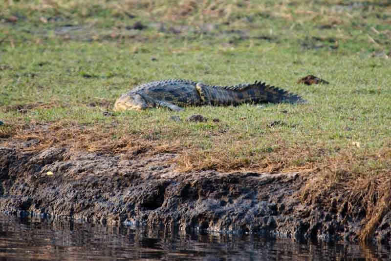 90 - Botswana - cocodrilo - parque nacional de Chobe